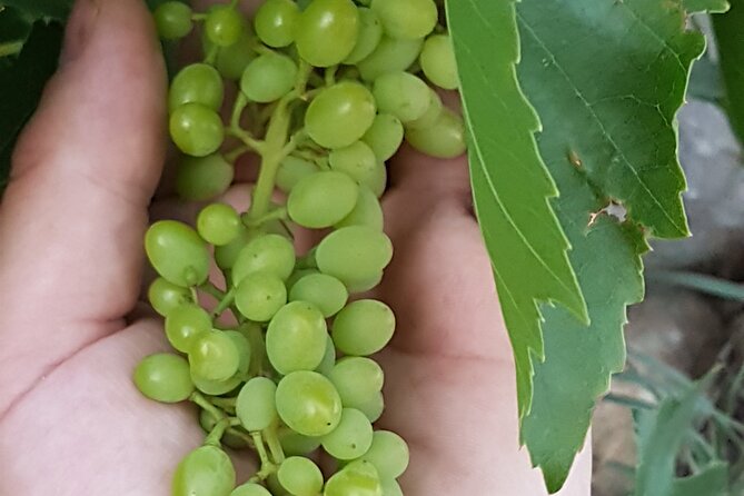 Rhodes Wine & Food Tour: 10 Meal Course Lunch, Wine Tasting, Cooking Class - Vineyards First: Seeing How Rhodes Wine Begins