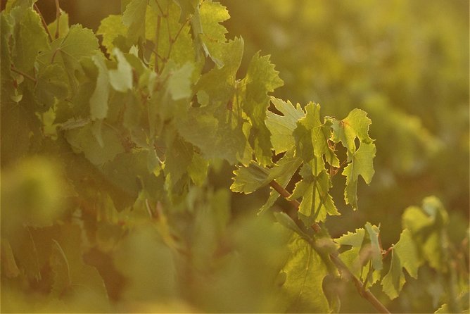 Santorini 3-Winery Tour with 12 Wine Tastings and Oia Sunset - Group dynamics and the role of your guide