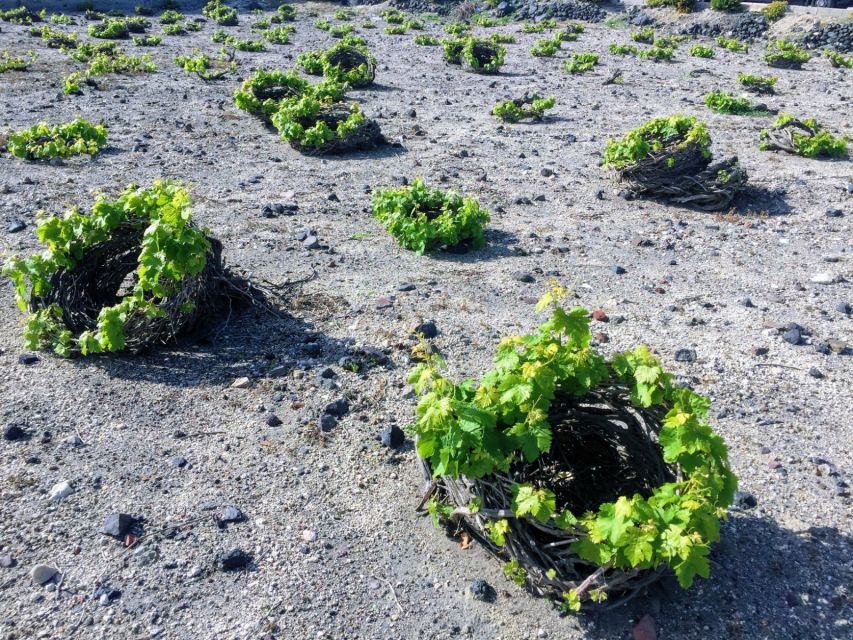Santorini: Guided Tour to 3 Wineries with Wine Tastings - Stop 1: Estate Argyros, the big-name estate with serious views