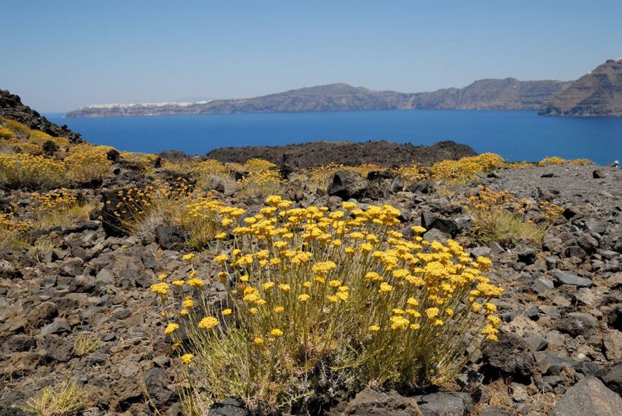 Santorini: Thirassia Islands and Volcano Guided Cruise - Palaia Kameni hot springs: swim time, sulphur, and safety