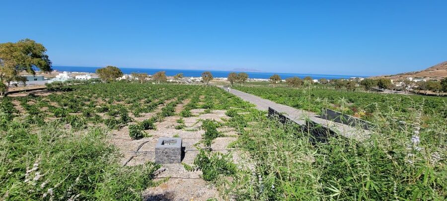 Santorini: Three Wineries and One Brewery Tour with Tastings - Key Things I’d Prioritize
