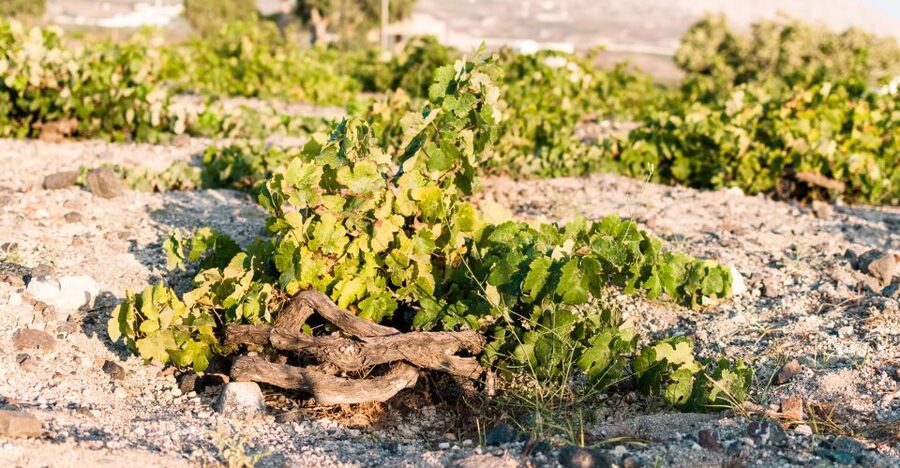 Santorini: Three Wineries and One Brewery Tour with Tastings - Price and Value: Is $200 Reasonable for a 4.5-Hour Tasting Day?