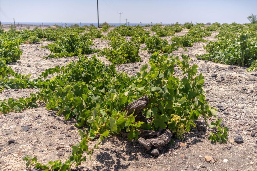 Santorini: Three Wineries and One Brewery Tour with Tastings - Guide and Driver: Why This Tour Gets Almost Perfect Marks