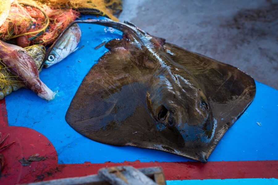 Santorini: Traditional Fishing Trip and Fresh Fish Lunch - Captain Anthi and the Crew Teach More Than Just Casting