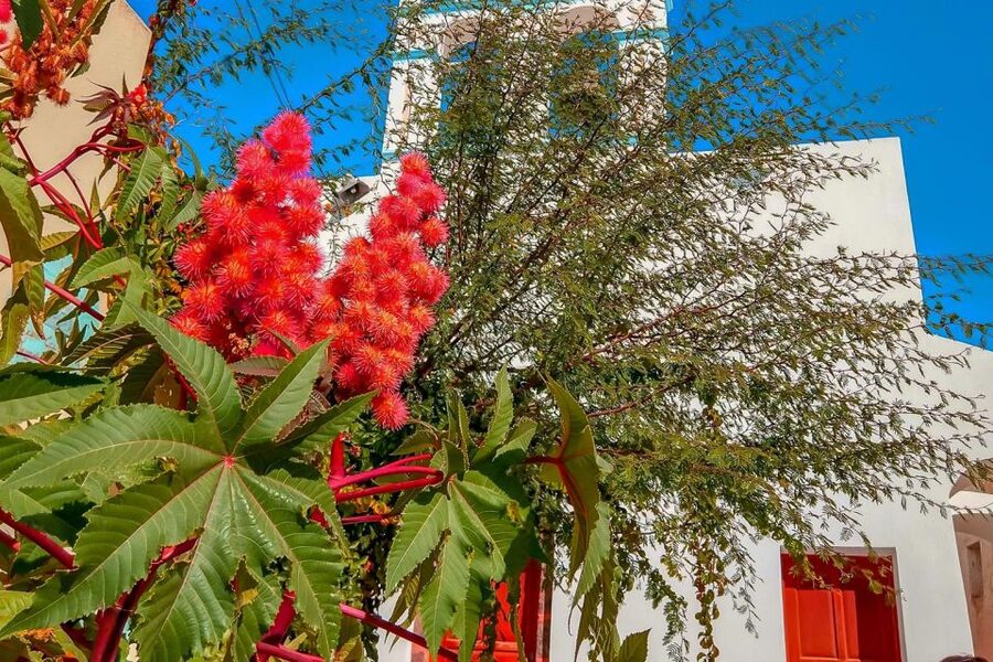 Santorini: Traditional Sightseeing Bus Tour with Oia Sunset - Emporio village stop, where the island looks lived-in