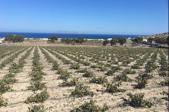 Santorini Wine Adventure with 12 Wine Tastings, Tapas and Sunset - Santorini wine basics you’ll actually use (assyrtiko, vinsanto, and volcanic soils)