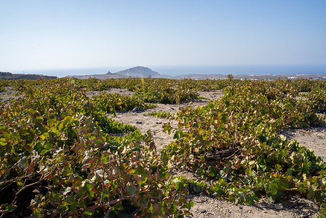 Santorini Wine Roads Tour with Wine Tastings Morning & Sunset - Santorini Wine Roads: The Best Kind of Half-Day in Wine Country
