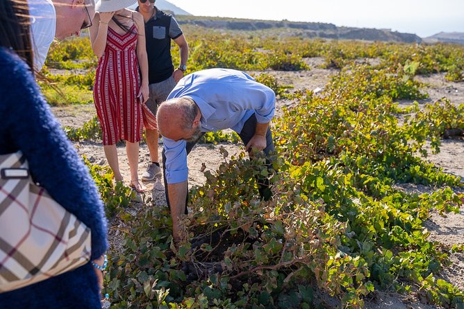 Santorini Wine Roads Tour with Wine Tastings Morning & Sunset - The Three-Winery Route: What You’ll Do at Each Stop