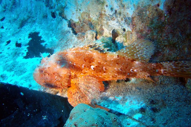 Scuba Diving in Naxos by Bluefindivers - Dive in Greece - Amazing Diving Spots - Equipment Is Included, So You Do Not Waste Your Day Packing