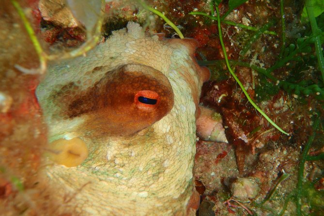 Scuba Diving in Naxos by Bluefindivers - Dive in Greece - Amazing Diving Spots - Who This Is Best For on Naxos