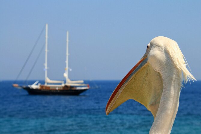 Sightseeing like a Mykonian(Small Group or Private) - Pickup, drop-off, and the logistics that make or break a half-day