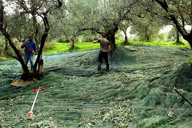 Small-Group Honey & Extra Virgin Olive Oil Tasting Tour in Crete - From bee hives to honey: what you learn during the tour