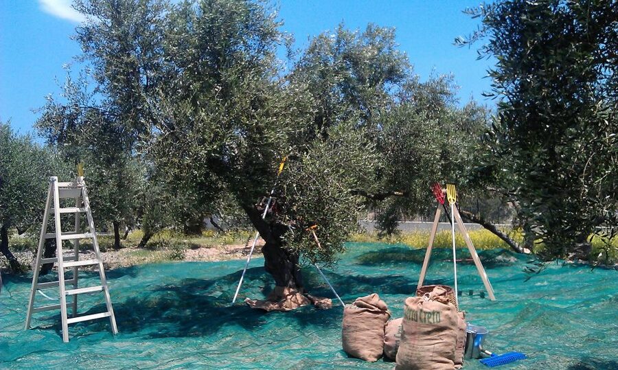 The Terra Creta Olive Oil Experience Tour - Simple logistics tips for a smooth visit