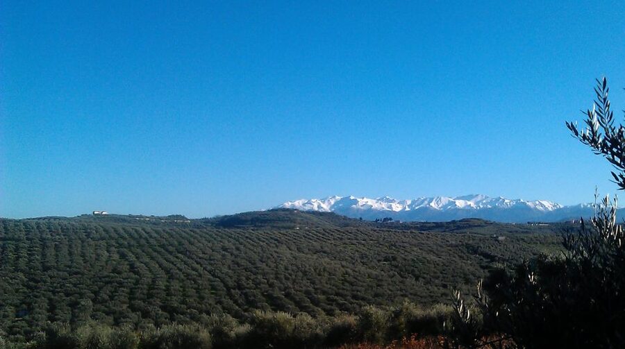 The Terra Creta Olive Oil Experience Tour - Best for food lovers, and not ideal for everyone