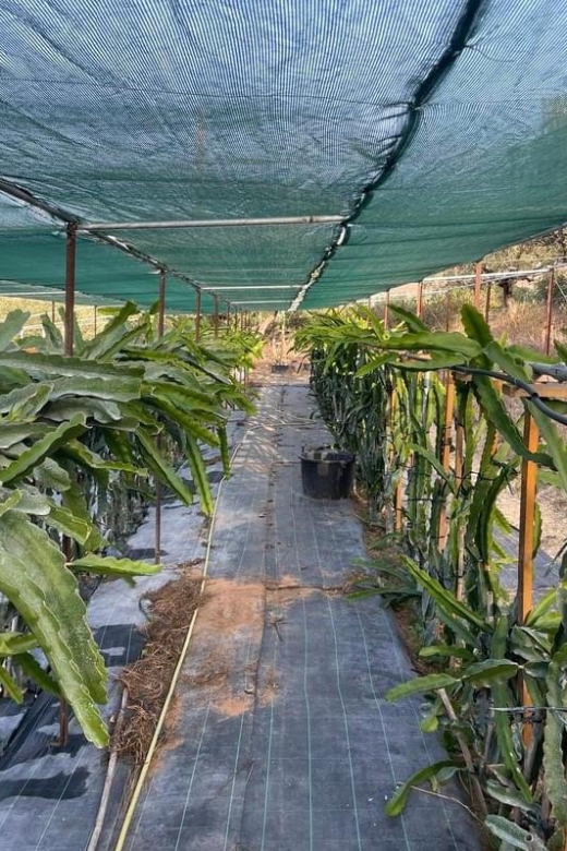 Traditional Olive Grove and Dragon Fruit Farm Tour - Key Highlights You Should Care About