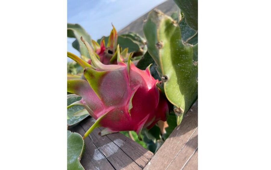 Traditional Olive Grove and Dragon Fruit Farm Tour - Why This Crete Olive Grove And Dragon Fruit Tour Feels Real