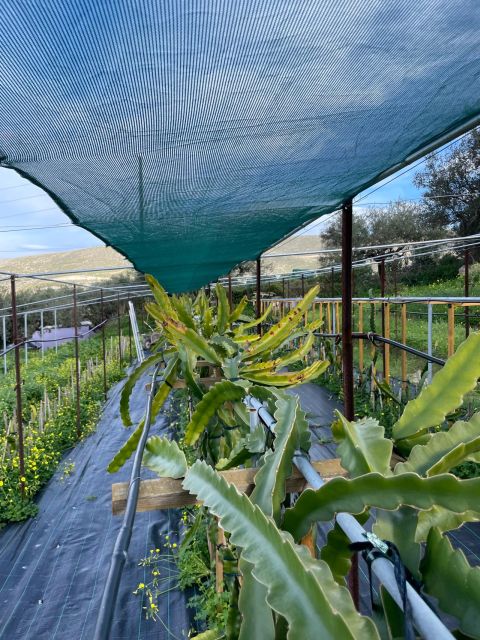 Traditional Olive Grove and Dragon Fruit Farm Tour - The 1-Hour Olive Grove Walk: What You Actually Learn Out Here