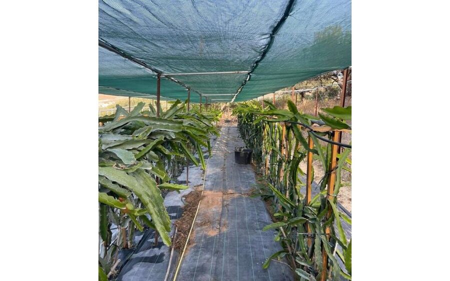 Traditional Olive Grove and Dragon Fruit Farm Tour - Harvesting Lessons In Plain Language: Why The Tools Matter