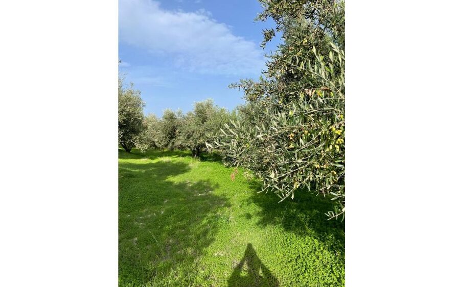 Traditional Olive Grove and Dragon Fruit Farm Tour - The Patio Break And Tasting Time: Coffee, Tea, Bread, And Samples