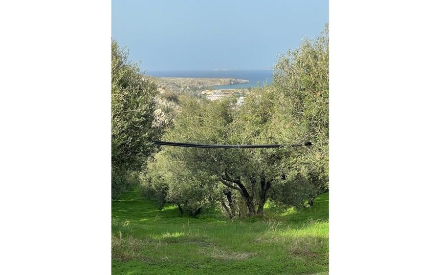 Traditional Olive Grove and Dragon Fruit Farm Tour - Olive Oil Tasting: What To Pay Attention To (Besides The Bread)