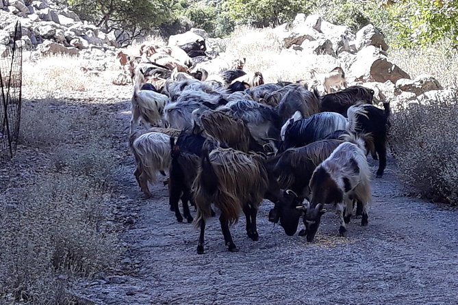 Wine & Olive Oil Tour with Lunch at Milia Mountain Retreat - Topolia Gorge, a short safari moment for photos and wildlife spotting
