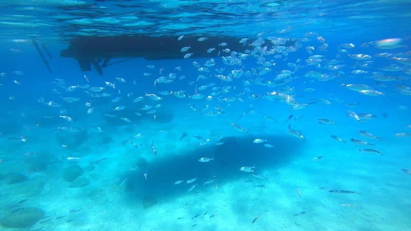 Zakynthos: Blue Caves and Navagio Bay Swim Cruise - The captains and crew make a difference in how the day goes