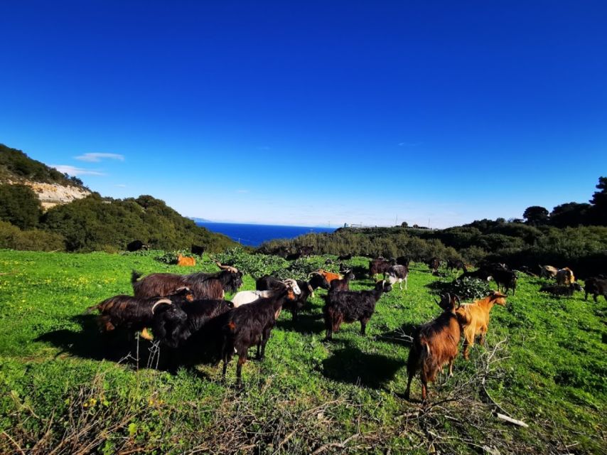 Zakynthos: early morning Shipwreck,Blue Caves and view point - Guide and group pace: what to expect from Dali Tours Zakynthos