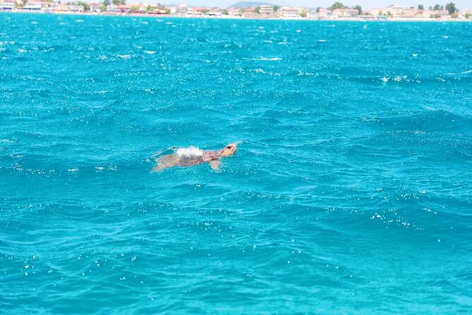 Zakynthos Half Day Tour to the Turtle Island, Cameo & Keri Caves - Why this half-day route works: turtles, caves, and olive oil in one squeeze