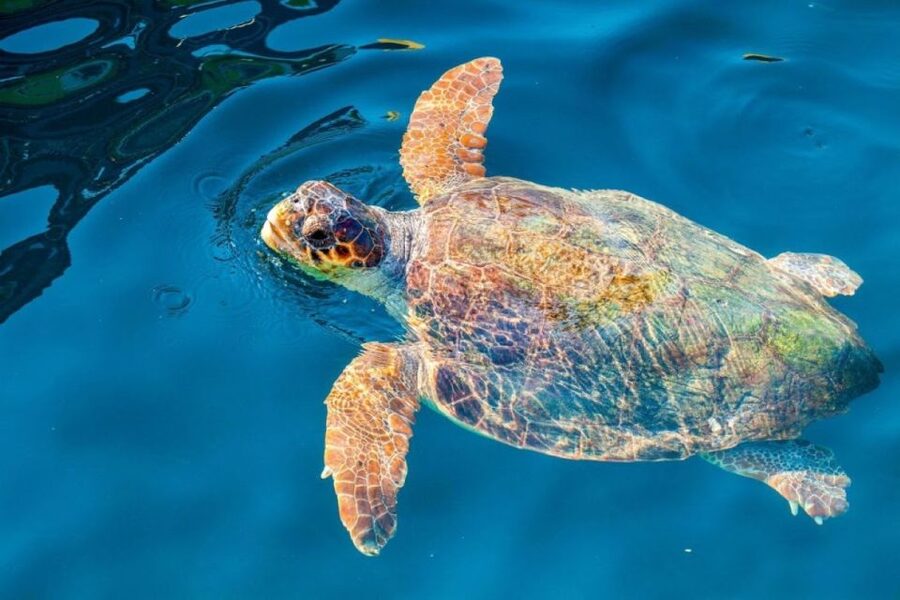 Zakynthos: Half-Day Tour to Turtle Island and Keri Caves - Small-group feel and guide support: why the day runs smoother