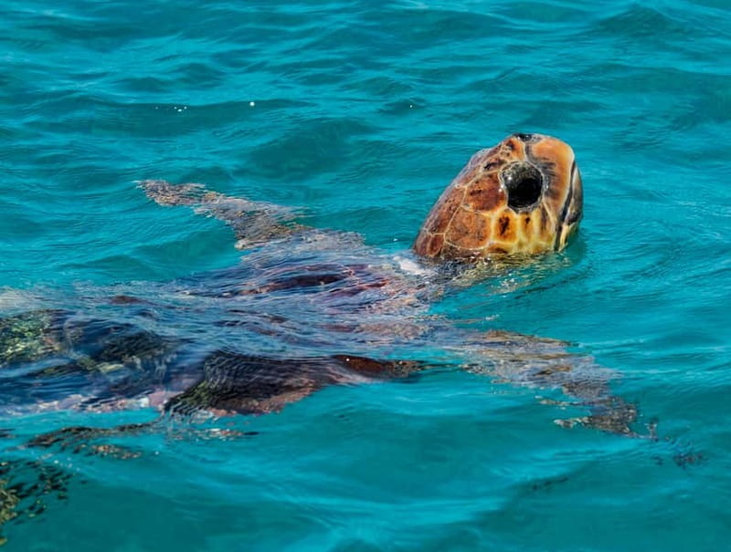 Zakynthos: Turtle Island, Cameo and Keri Caves + Transport - Key Things You’ll Notice on This Zakynthos Turtle and Caves Day