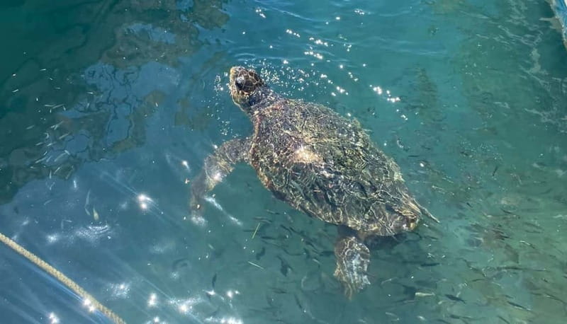 Zakynthos: Turtle Island, Cameo and Keri Caves + Transport - From Hotel to Agios Sostis Port: The Transport Reality