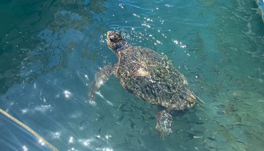 Zakynthos: Turtle Island, Cameo and Keri Caves + Transport - The Glass-Bottom Boat Experience: Comfort and What You Can Expect