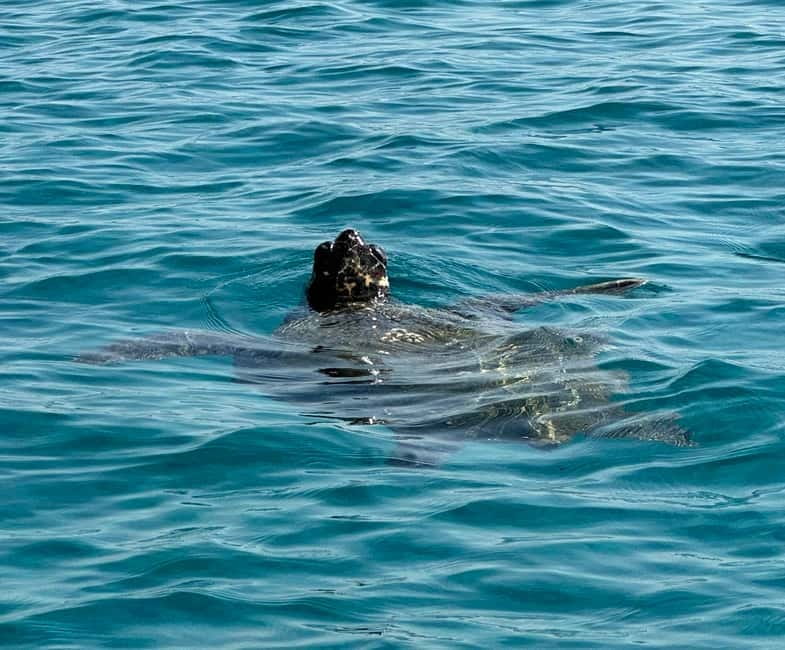 Zakynthos: Turtle Island, Cameo and Keri Caves + Transport - Mizithres Beach: The Extra Swim Stop You Should Use