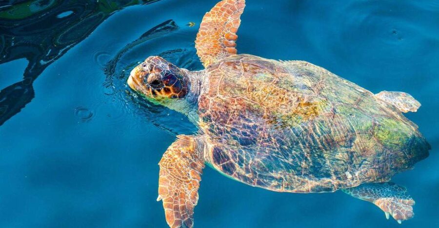 Zakynthos: Turtle Island & Keri Caves Glass-Bottom Boat Tour - Keri Caves: the swim stop with the wow factor