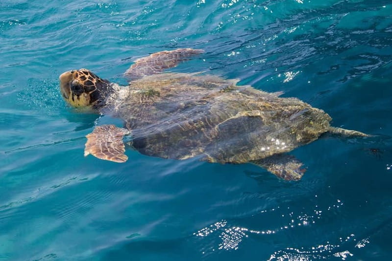 Zakynthos: Turtle Spotting Cruise with Glass-Bottom Boat - Key things I’d watch for before you go