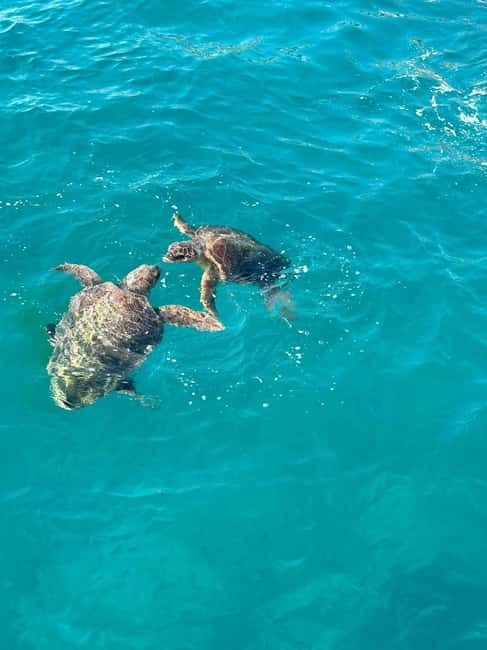 Zakynthos: Turtle Spotting Cruise with Glass-Bottom Boat - Laganas Photo Stop and Early Scanning for Sea Turtles