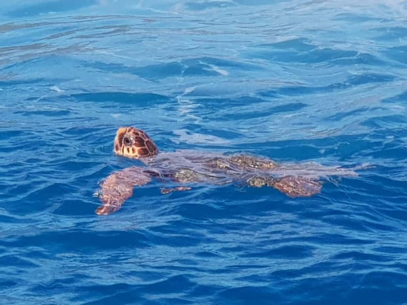 Zakynthos: Turtle Spotting Cruise with Glass-Bottom Boat - Price and Value: What $29 Covers (and What It Does Not)
